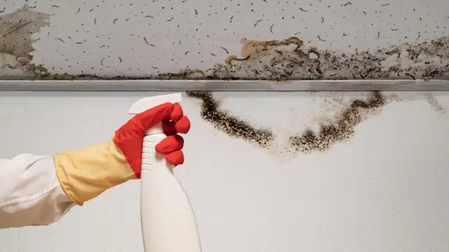 Gloved hand holding a spray bottle below black mold along a ceiling edge