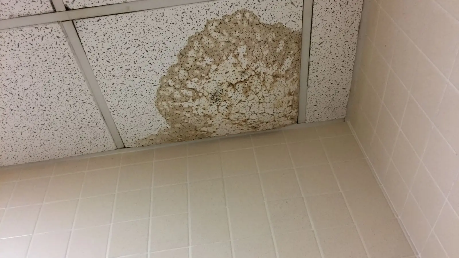 Water stain spreading across an acoustic ceiling tile