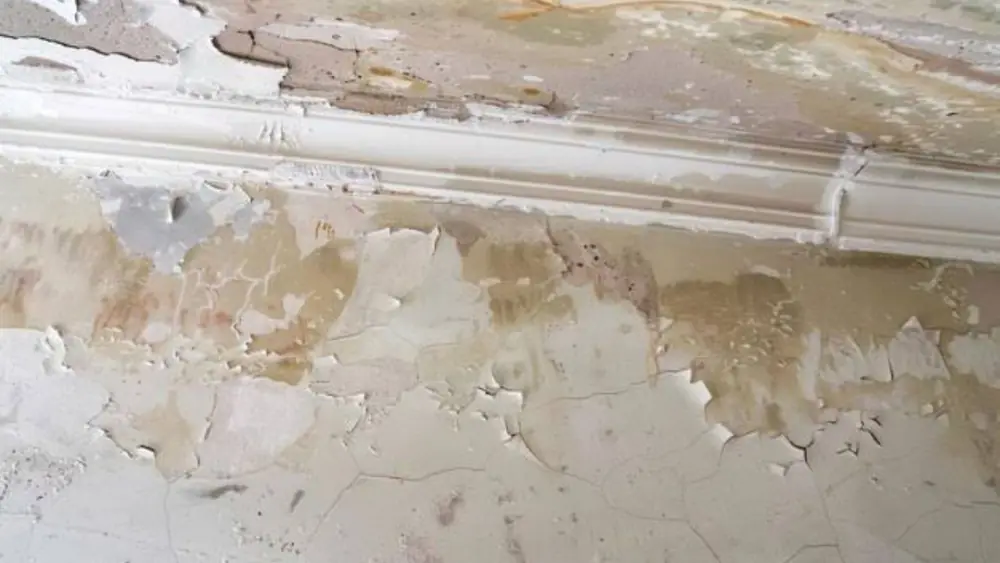Water-stained wall with peeling paint under crown molding
