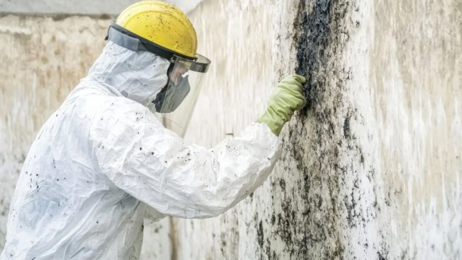 Worker in a hard hat, face shield and protective suit touching a black mold patch on a wall