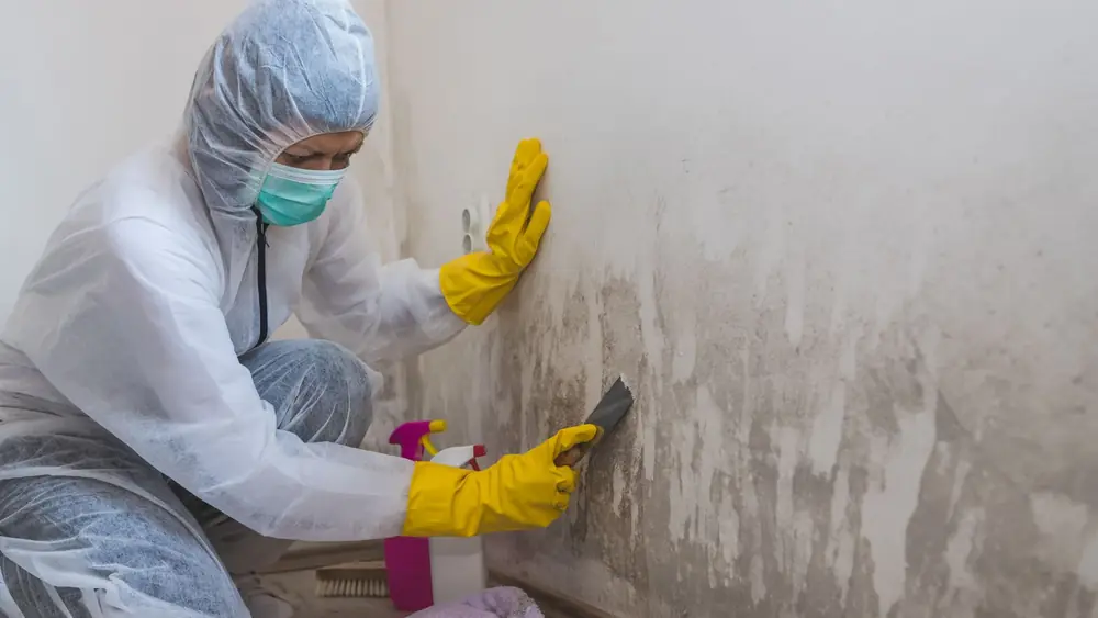 Worker in protective gear scraping a moldy wall